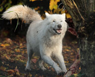 adult black_nose brown_eyes day ears_back eyes_open facing_towards forest full_body gray_wolf image mouth_open outdoors running shedding single squinting standing sunny teeth tongue white_fur wild // 3792x3084 // 7.5MB