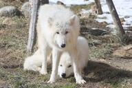 adult black_nose captivity cute eyes_open facing_towards full_body gray_wolf image mouth_closed multiple on_stomach outdoors resting standing still sunny tundra_wolf zoo // 4096x2731 // 1.6MB