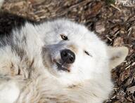 adult black_nose day eyes_open facing_towards funny gray_wolf image mouth_closed on_back on_side outdoors single squinting sunny white_fur wild winter_coat yellow_eyes // 2048x1568 // 378KB
