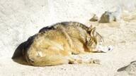 adult black_nose brown_fur captivity cute day ears_back eyes_open facing_away full_body gray_wolf howling mouth_open on_stomach outdoors resting single video winter_coat zoo // 1280x720, 29.1s // 2.1MB