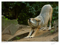 adult black_nose captivity day eyes_open facing_towards full_body gray_fur gray_wolf image mouth_closed outdoors single standing stretching sunny zoo // 950x717 // 225KB