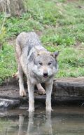 adult black_nose blep brown_eyes cloudy ears_back eurasian_wolf eyes_open facing_towards full_body grass gray_fur gray_wolf image mouth_closed outdoors silly single standing still water white_fur wild winter_coat // 1882x3011 // 903KB