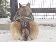 adult brown_fur captivity day facing_away full_body gray_wolf on_stomach orange_eyes outdoors single snow summer_coat sunny // 800x600 // 122KB