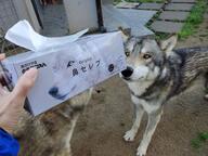 adult black_nose captivity day eyes_open facing_towards gray_wolf human mouth_closed orange_eyes outdoors partial_body single sunny // 2048x1536 // 444KB