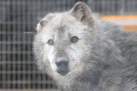 adult black_nose brown_eyes captivity day eyes_open facing_towards gray_fur gray_wolf image mouth_closed outdoors partial_body single standing still winter_coat // 1920x1280 // 875KB