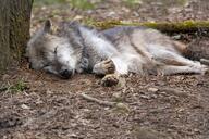 adult brown_eyes cloudy day eyes_closed facing_towards forest full_body gray_fur gray_wolf image mouth_closed on_side outdoors resting single sleeping still summer_coat white_fur wild // 4096x2731 // 2.0MB