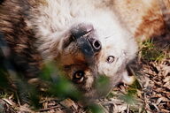 adult black_nose brown_eyes brown_fur close_up day eurasian_wolf eyes_open facing_towards funny gray_wolf image mouth_closed on_back outdoors partial_body resting silly single sunny teeth white_fur wild winter_coat // 6000x4000 // 7.1MB