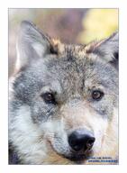 adult black_nose brown_eyes close_up day eyes_open facing_towards gray_fur gray_wolf image mouth_closed outdoors partial_body single standing still sunny white_fur wild winter_coat // 3013x4096 // 1.7MB