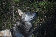 adult black_nose captivity day eurasian_wolf eyes_closed facing_side gray_fur gray_wolf image mouth_closed on_stomach outdoors partial_body resting single still sunny winter_coat // 1620x1080 // 220KB