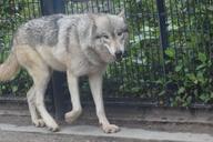 adult black_nose brown_eyes captivity day ears_back eyes_open facing_towards full_body gray_fur gray_wolf image mouth_open outdoors single standing walking white_fur winter_coat // 1620x1080 // 225KB