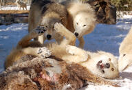 adult black_nose captivity day eyes_open full_body image mouth_closed multiple on_back orange_eyes outdoors partial_body playing rolling snow standing sunny tundra_wolf white_fur winter_coat zoo // 2888x1968 // 5.0MB