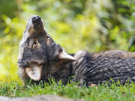 adult black_fur black_nose brown_fur captivity day eastern_wolf eyes_open facing_up grass gray_wolf image mouth_closed on_stomach orange_eyes outdoors partial_body resting single // 4794x3595 // 18MB