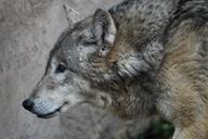 adult black_nose brown_eyes day eurasian_wolf eyes_open facing_side gray_fur gray_wolf image mouth_closed outdoors partial_body single standing still tan_fur wild winter_coat // 1620x1080 // 314KB