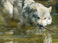 adult black_nose day ears_back eurasian_wolf eyes_open facing_towards gray_fur gray_wolf holding_something image mouth_open outdoors partial_body silly single standing sunny walking water wild winter_coat // 1113x819 // 156KB