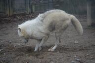 adult black_nose captivity cloudy day digging ears_back facing_down full_body gray_wolf image mouth_closed outdoors shedding single standing tan_fur white_fur zoo // 1672x1115 // 289KB