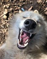 adult black_nose close_up cute day eyes_closed facing_towards funny gray_wolf image mouth_open on_back outdoors partial_body single summer_coat sunny tan_fur teeth tongue wild // 564x705 // 73KB