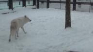 adult black_nose captivity cute day eyes_open funny gray_wolf jumping mouth_open multiple outdoors playing rolling running snow standing tan_fur teeth tongue video winter_coat zoo // 1280x720, 89s // 14MB