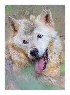 adult black_nose brown_eyes day eyes_open facing_towards gray_wolf image mouth_open on_stomach outdoors panting partial_body resting single still sunny tan_fur teeth tongue wild // 1512x2048 // 534KB