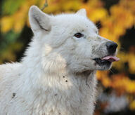 adult black_nose cute day ears_back eyes_open facing_side gray_wolf hudson_bay_wolf image licking mlem mouth_closed outdoors partial_body silly single standing still sunny tongue wet_fur white_fur wild winter_coat // 3072x2628 // 3.7MB