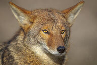 adult black_fur black_nose coyote day eyes_open facing_towards image mouth_closed orange_eyes outdoors partial_body portrait single still sunny tan_fur wild // 4800x3202 // 17MB