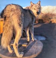 adult black_nose day eyes_open facing_towards full_body gray_wolf mouth_closed orange_eyes outdoors single standing sunny wild // 1080x1110 // 172KB