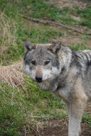 adult black_nose brown_eyes cloudy day eurasian_wolf eyes_open facing_towards grass gray_fur gray_wolf image mouth_closed outdoors partial_body single standing still white_fur wild winter_coat // 1080x1616 // 293KB