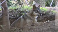 adult black_nose cloudy day eyes_open forest gray_fur gray_wolf mouth_closed on_stomach outdoors resting single standing stretching video white_fur wild // 960x540, 8.7s // 751KB