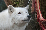adult black_nose brown_eyes captivity cloudy day eyes_open facing_side gray_wolf hudson_bay_wolf image mouth_closed outdoors partial_body silly single sniffing standing still white_fur winter_coat // 3414x2250 // 5.4MB