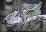 adult black_nose captivity cute day ears_back eyes_open facing_away facing_side gray_fur gray_wolf image mouth_open on_back on_stomach outdoors partial_body playing single winter_coat zoo // 1551x1080 // 248KB