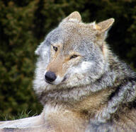 adult black_nose brown_eyes brown_fur cloudy day eyes_open facing_towards gray_fur gray_wolf image mouth_closed on_stomach outdoors partial_body resting single still wild winter_coat // 2048x1999 // 1.3MB