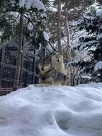 adult black_nose captivity cloudy day eyes_open facing_towards gray_fur gray_wolf image mouth_closed multiple on_stomach outdoors partial_body resting snow standing still tan_fur winter_coat zoo // 1512x2016 // 697KB