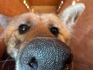adult black_nose captivity close_up day eyes_open facing_towards image indoors maned_wolf mouth_closed orange_eyes partial_body portrait red_fur single sniffing standing summer_coat sunny white_fur zoo // 1600x1200 // 204KB
