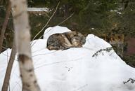 adult brown_fur curled cute day eurasian_wolf eyes_closed facing_towards forest full_body gray_fur image mouth_open outdoors resting snow still wild winter_coat // 2048x1386 // 255KB