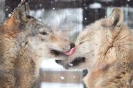 adult black_nose brown_fur cloudy cute ears_back eyes_open facing_side funny gray_fur gray_wolf image licking mlem mouth_closed multiple orange_eyes outdoors partial_body snow snowing squinting standing still tan_fur teeth tongue wild // 2048x1365 // 553KB