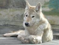 adult black_nose brown_eyes captivity day eyes_open facing_towards full_body gray_wolf hudson_bay_wolf image mouth_closed on_stomach outdoors resting single still sunny tan_fur winter_coat zoo // 3780x2874 // 1.1MB