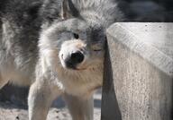 adult black_nose brown_eyes cute day eyes_open facing_towards gray_fur gray_wolf image mouth_closed outdoors partial_body scratching single standing sunny white_fur wild winter_coat zoo // 1458x1021 // 245KB