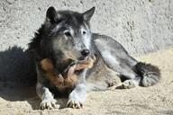adult black_fur black_nose captivity day eyes_open facing_side full_body gray_wolf image mouth_closed on_stomach outdoors resting single winter_coat zoo // 1620x1080 // 341KB