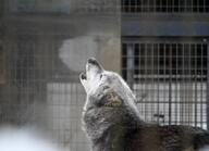 adult black_fur black_nose captivity day eyes_open facing_away gray_fur gray_wolf howling image mouth_closed outdoors partial_body single squinting standing winter_coat // 1489x1079 // 166KB