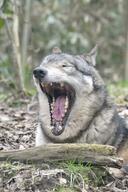 adult black_nose cloudy day eyes_closed facing_towards gray_fur gray_wolf image mouth_open on_stomach outdoors partial_body resting single squinting teeth tongue wild winter_coat yawning // 2730x4096 // 1.4MB
