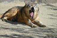 adult black_nose brown_fur captivity day eastern_wolf eyes_closed facing_towards full_body gray_wolf image mouth_open on_stomach outdoors resting single teeth tongue winter_coat yawning zoo // 1620x1080 // 312KB