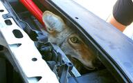 adult black_nose coyote day eyes_open facing_towards image mouth_closed outdoors partial_body single still urban wild yellow_eyes // 1200x749 // 95KB