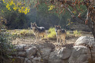 adult black_fur black_nose captivity day eyes_open full_body grass gray_wolf image mouth_closed multiple outdoors standing still summer_coat tan_fur // 6016x4000 // 8.0MB