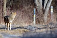 adult brown_fur coyote day facing_away forest full_body gray_fur image outdoors single standing still sunny wild winter_coat // 800x533 // 101KB