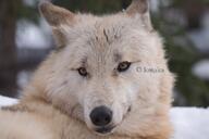 adult black_nose cute day eyes_open facing_towards gray_wolf image mouth_closed on_stomach outdoors partial_body portrait resting single snow still tan_fur tundra_wolf wild winter_coat // 4096x2730 // 994KB