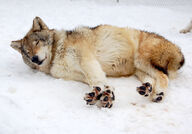 adult black_nose brown_fur cute day eyes_closed facing_towards full_body gray_fur gray_wolf image mouth_closed on_side outdoors resting single snow stretching tan_fur wild winter_coat // 2164x1508 // 2.4MB