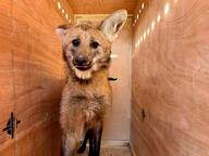 adult black_nose captivity day ea eyes_open facing_towards image indoors maned_wolf mouth_closed orange_eyes partial_body red_fur single standing summer_coat white_fur zoo // 1600x1200 // 251KB