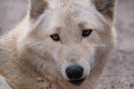 adult black_nose close_up cute day eurasian_wolf eyes_open facing_towards gray_wolf image mouth_closed outdoors partial_body portrait resting single still tan_fur tundra_wolf wild winter_coat // 4096x2730 // 1.5MB