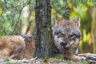 adult black_nose brown_fur eyes_open facing_towards forest gray_wolf growling image mouth_closed on_stomach orange_eyes outdoors partial_body single summer_coat wild // 5568x3712 // 21MB