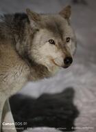 adult black_nose cute eyes_open facing_side gray_fur image mouth_closed night outdoors single snow standing tan_fur walking wild winter_coat // 2995x4096 // 1.0MB