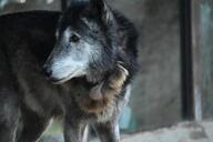 adult black_fur black_nose brown_eyes captivity cloudy day eyes_open facing_side gray_fur gray_wolf image mouth_closed outdoors partial_body single standing still white_fur winter_coat zoo // 1620x1080 // 202KB